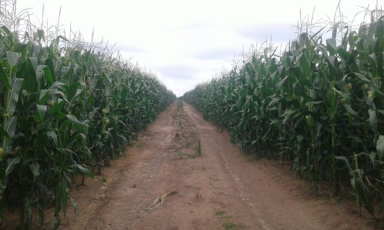 ארמלו Dewdrop Farm Stay מראה חיצוני תמונה